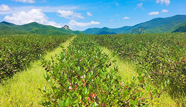 生產中心 生產中心